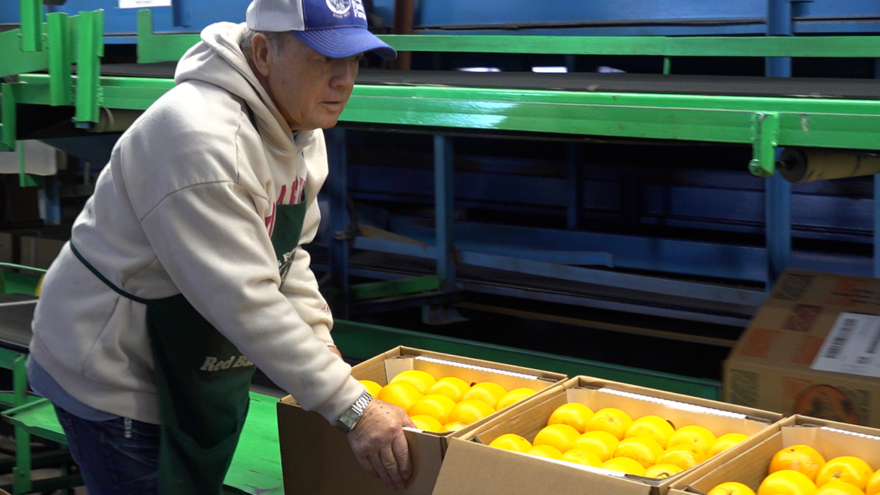 Recent hurricanes leave one Florida citrus farm forced to rebuild while trying to fill orders during their busiest season.